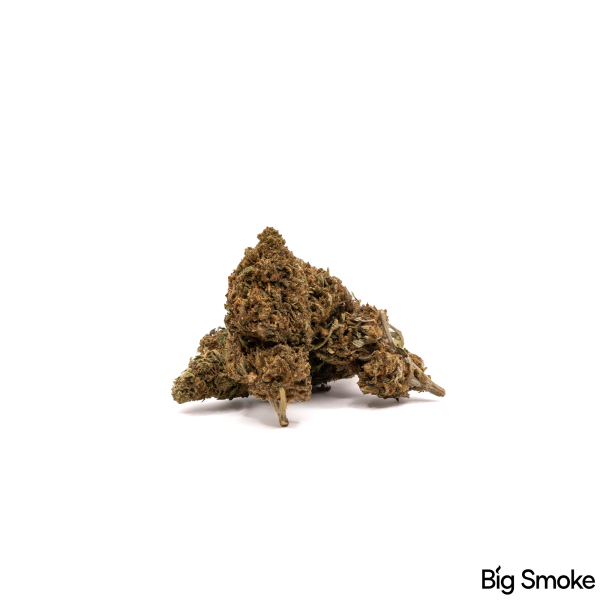 SIN TETRA | Candy Dream Purple